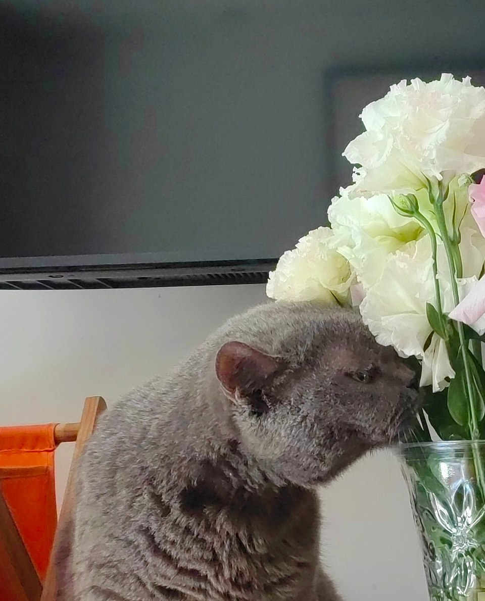 Gugu, our family's senior gray cat, beside flowers