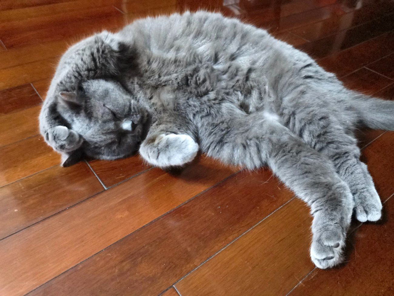 Gugu sleeping peacefully with his paws over his face